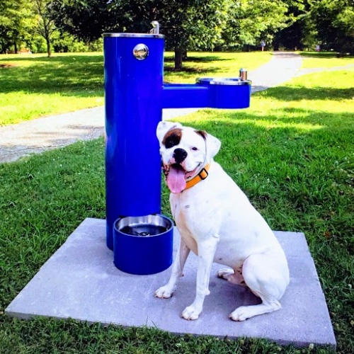 Barrier Free Fountain w/ Pet Bowl